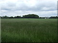 Farmland and woodland