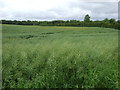 Oilseed rape crop