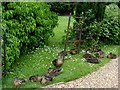 A family of ducklings