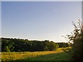 View across farmland toward Highfield Wood