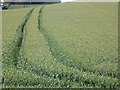 Bere Regis: cornfield at Muddox Barrow Farm