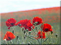 Bere Regis: poppies in a field