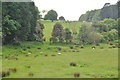 Torridge : Grassy Field