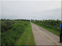 NX9255 : The  track  to  Mersehead  Plantation by Martin Dawes