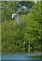 SP9012 : Wilstone Reservoir - Common Tern in flight by Rob Farrow