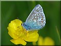 Common Blue butterfly, Aberbargoed Grasslands