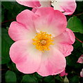 Wild rose in a Ross-on-Wye alley