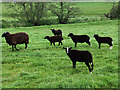 NT2040 : Zwartbles sheep at Lyne by Oliver Dixon
