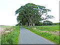 NT2652 : Roadside trees near Eastloch by Oliver Dixon