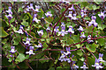 Ivy-leaved Toadflax (Cymbalaria muralis)