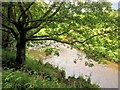 River Yarrow, Walletts Wood