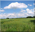 Oilseed rape crop by Longham