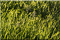 TQ3094 : Seeded Grass, Grovelands Park, London N14 by Christine Matthews
