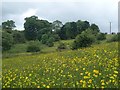 Meadow at buttercup time