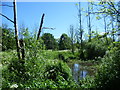 Wetland area next to the River Medway