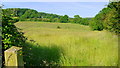 Footpath across a grassy field