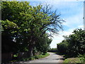 Gulpher Road towards Old Felixstowe