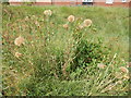 Large Dandelion like flower