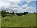 The level grassland of Yeovil Country Park