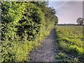 Footpath Away from Hitchfield Wood