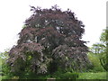 Fagus sylvatica f. purpurea