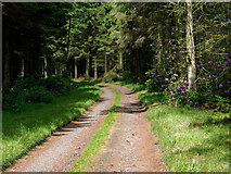 NH6455 : Track through the wood above South Lodge by Julian Paren