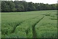 Taunton Deane District : Grassy Field