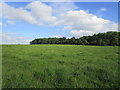 Grass field and woodland at Saundby Park