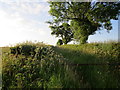 Farm track at Bole Fields