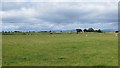 Grazing, Magilligan