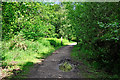 Cycle Path, Forest of Dean