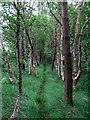 NZ0187 : Path along wooded section of dismantled Wannie Line railway by Andrew Curtis