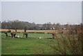 Farmland, Godinton Park