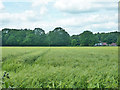 Field of barley