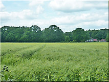 TQ3137 : Field of barley by Robin Webster