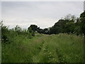 Path near Wild Goose Farm