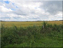 C9341 : Barley, Portballintrae by Richard Webb