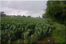 TL4861 : A field of beans near Biggin Abbey by Bill Boaden