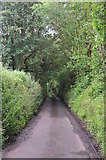 ST0823 : Taunton Deane District : Carrier's Lane by Lewis Clarke