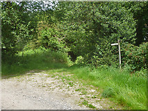 TQ3137 : Path junction, Old Rowfant by Robin Webster