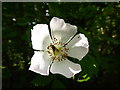 TF0720 : Rubus fruticosa by Bob Harvey