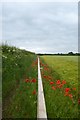 Fence lined with poppies