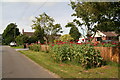 Self-seeded poppies at a bungalow on Mill Lane