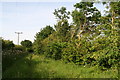 Young hedge plants and trees alongside the Mere Balk Lane bridleway