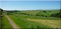 SY6293 : Bridleway and fields west of Hampton Hill Plantation by Maurice D Budden