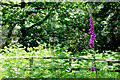 SO6211 : Foxglove, Forest of Dean by Stuart Wilding
