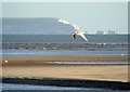 SZ1891 : Flying gull, Mudeford by nick macneill
