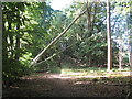 Felling of Trees near A24