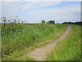 Path off Martin Lane