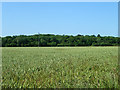 Field of wheat